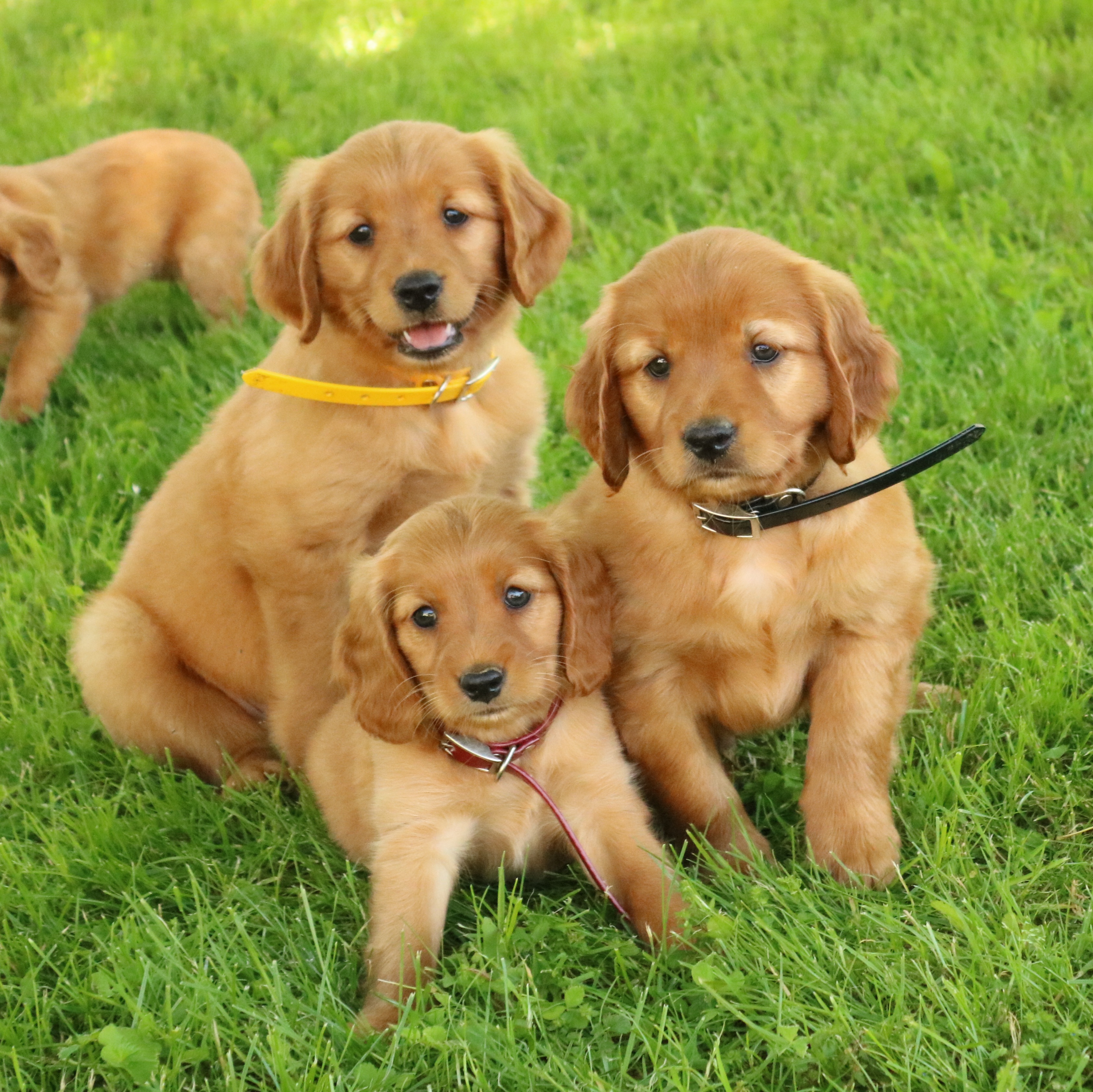 puppy, for, sale, Mini Golden Retriever, Ivan J. Stoltzfus, dog, breeder, Gordonville, PA, dog-breeder, puppy-for-sale, forsale, nearby, find, puppyfind, locator, puppylocator, aca